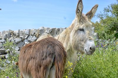Donkey standing on field against blue sky