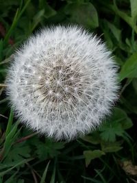 Close-up of dandelion