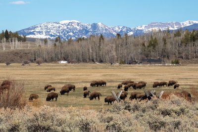 Flock of sheep on grassy field against sky