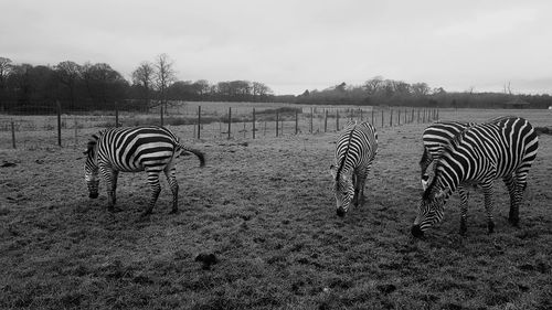 View of zebra on landscape against sky