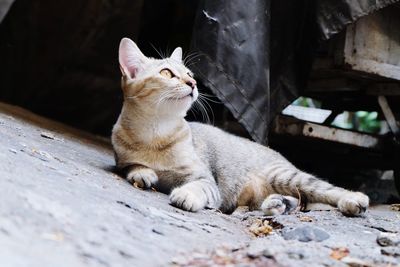 Close-up of a cat looking away