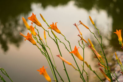 Close-up of flower growing in lake
