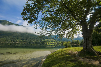 Scenic view of lake in forest
