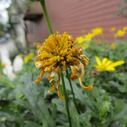 Close-up of yellow flower