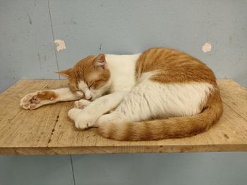 High angle view of cat sleeping on floor
