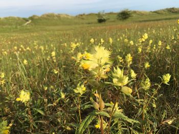 Close-up of yellow flowers growing in field