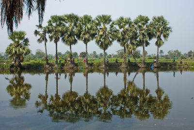 Palm trees by lake against sky