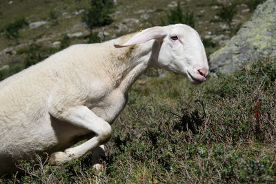 Side view of a sheep on field