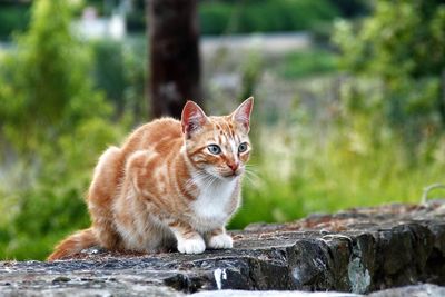 Portrait of cat sitting outdoors