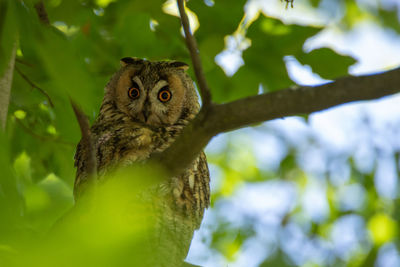 Low angle view of bird on tree