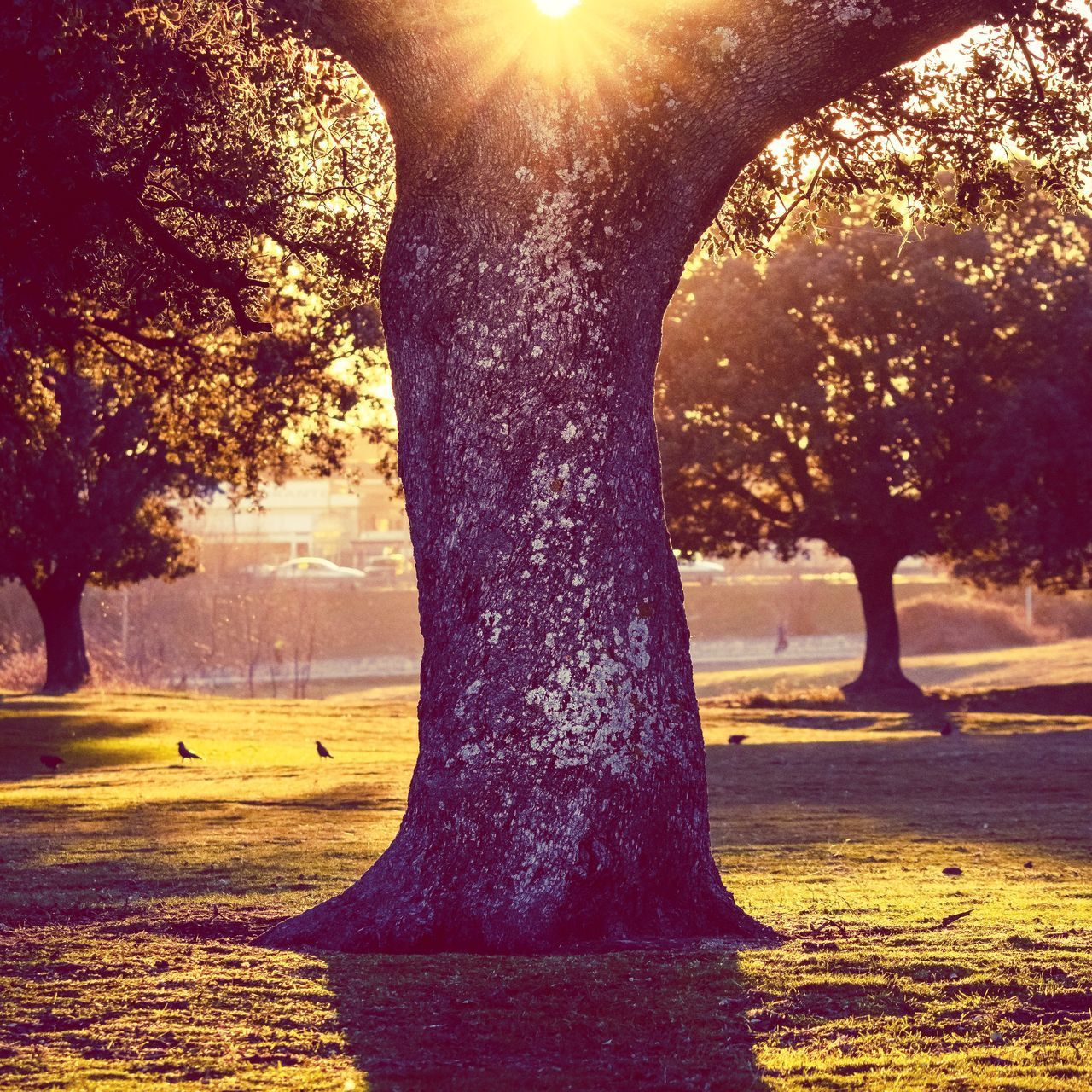 VIEW OF TREE TRUNK AT SUNSET