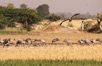 Flock of sheep in a field