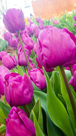 Close-up of pink flowers