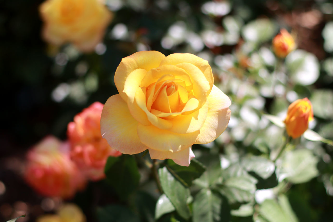 CLOSE-UP OF YELLOW ROSE