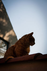 Close-up of cat sitting against sky