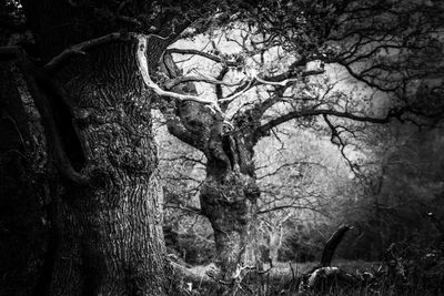 Low angle view of bare trees in forest