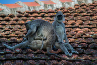 Elephant sitting on roof