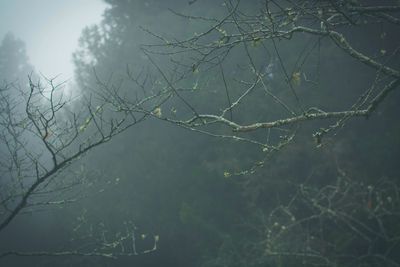 Trees growing in sunlight