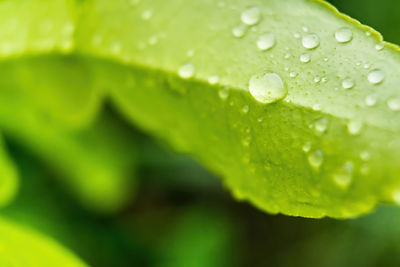 Close-up of water drops on leaves