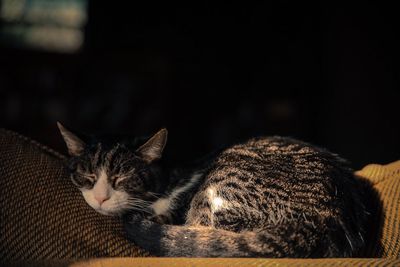 Close-up of cat relaxing