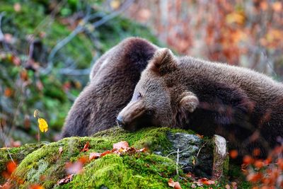 Bears lying on rock