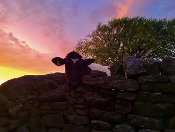 Horse against sky at sunset