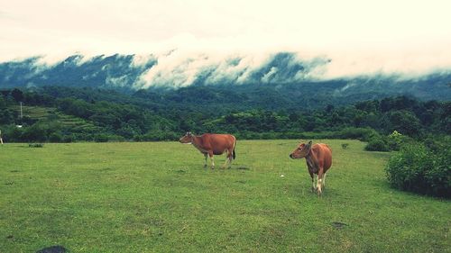 Horses in a field