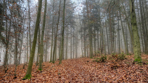 Trees in forest during autumn