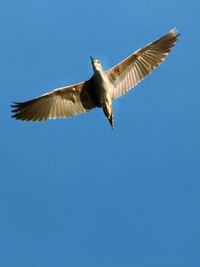 Low angle view of eagle flying against clear blue sky