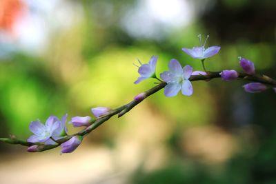 Close-up of purple flowering plant