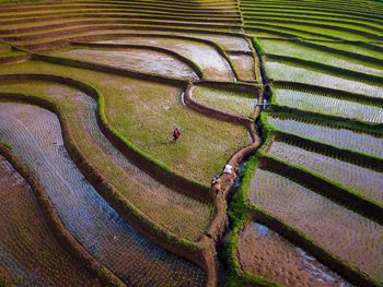 Beautiful morning view indonesia. panorama landscape paddy fields with beauty color 