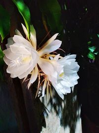 Close-up of white flowering plant