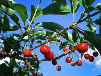 Low angle view of tomatoes growing on tree