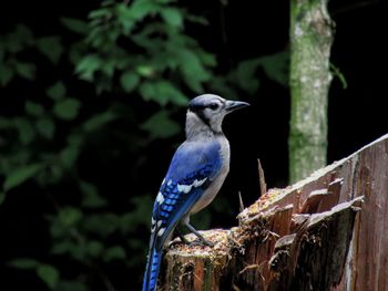 Close-up of bird perching on tree