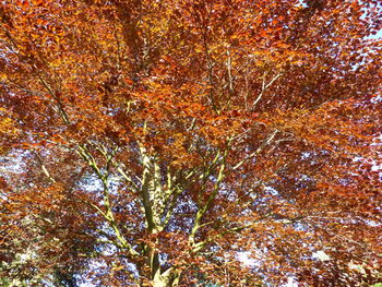 Low angle view of autumnal tree against sky