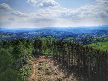 Scenic view of trees growing on field against sky