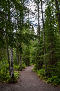 Footpath amidst pine trees in forest