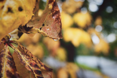 Close-up of leaves on tree during autumn