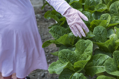 Asian farmer woman showing quality vegetable in organic vegetable hydroponic farm plantation concept