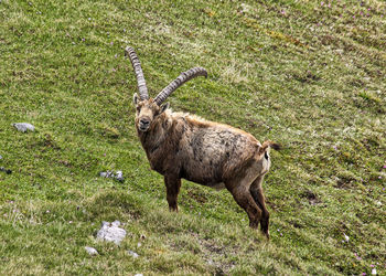 Deer standing on field