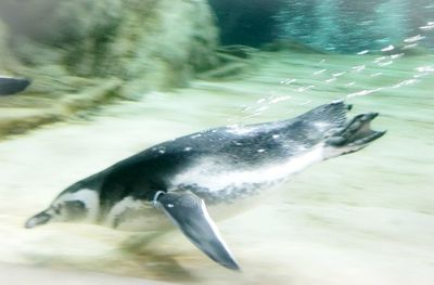 Close-up of fish swimming in sea