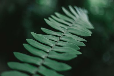 Close-up of fresh green leaves