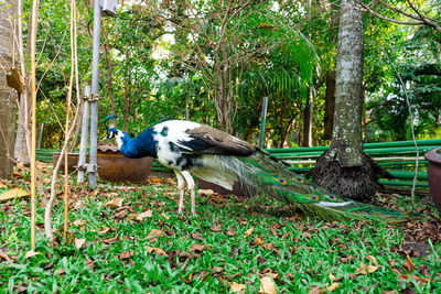 Bird perching on a tree