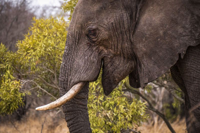 Close-up of elephant