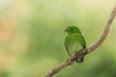 Close-up of bird perching on tree