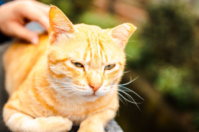 Close-up of a cat