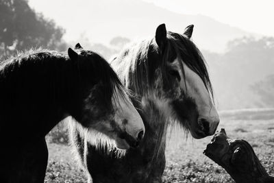 Side view of hairy horse