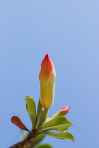 Close-up of red flowering plant against blue sky