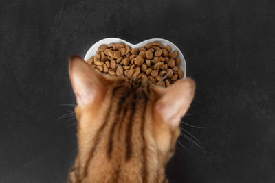 Dry cat food on a dark background. blurred cat head. selective focus. copy space.