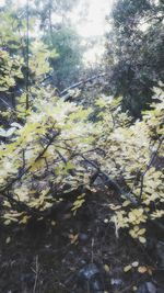 Close-up of tree by lake in forest